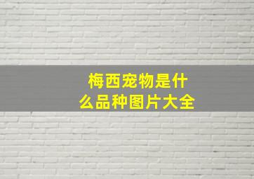 梅西宠物是什么品种图片大全