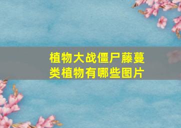 植物大战僵尸藤蔓类植物有哪些图片