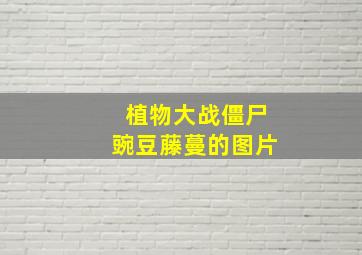 植物大战僵尸豌豆藤蔓的图片