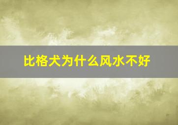 比格犬为什么风水不好