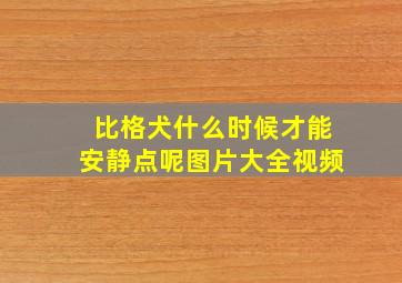 比格犬什么时候才能安静点呢图片大全视频