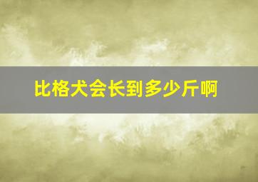 比格犬会长到多少斤啊