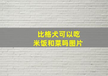 比格犬可以吃米饭和菜吗图片