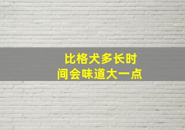 比格犬多长时间会味道大一点