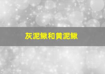 灰泥鳅和黄泥鳅