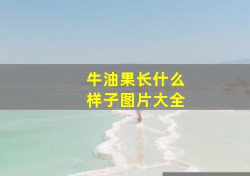 牛油果长什么样子图片大全