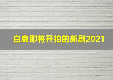 白鹿即将开拍的新剧2021