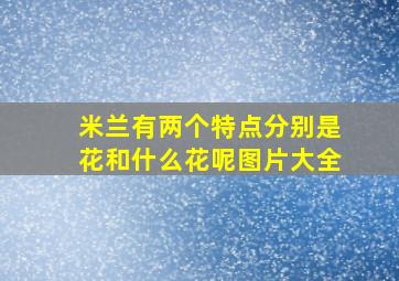 米兰有两个特点分别是花和什么花呢图片大全