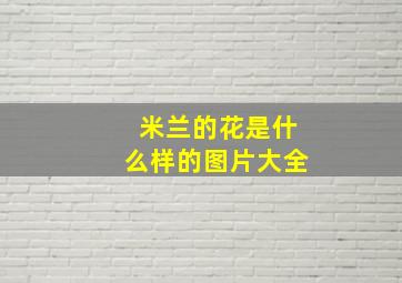 米兰的花是什么样的图片大全