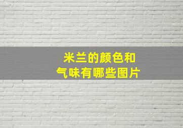 米兰的颜色和气味有哪些图片