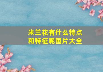 米兰花有什么特点和特征呢图片大全