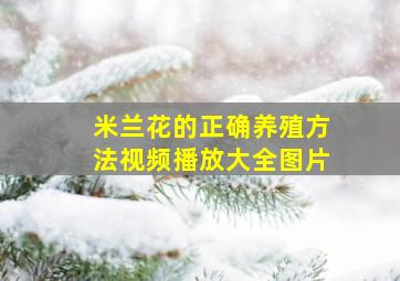 米兰花的正确养殖方法视频播放大全图片