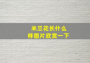 米兰花长什么样图片欣赏一下