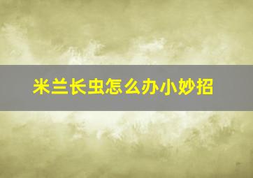 米兰长虫怎么办小妙招