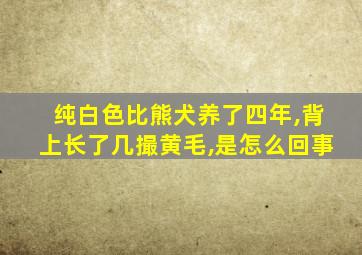 纯白色比熊犬养了四年,背上长了几撮黄毛,是怎么回事