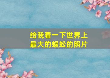 给我看一下世界上最大的蜈蚣的照片