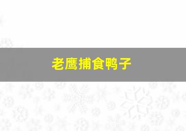 老鹰捕食鸭子