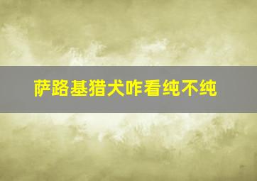 萨路基猎犬咋看纯不纯