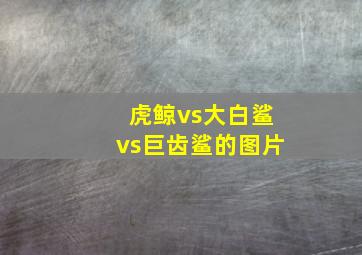 虎鲸vs大白鲨vs巨齿鲨的图片