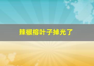 辣椒榕叶子掉光了