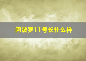 阿波罗11号长什么样