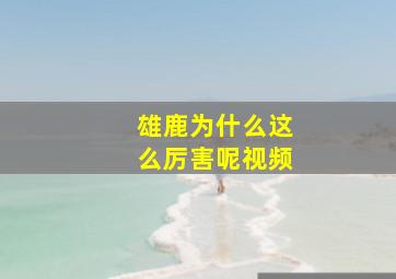 雄鹿为什么这么厉害呢视频