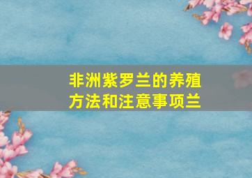 非洲紫罗兰的养殖方法和注意事项兰