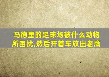 马德里的足球场被什么动物所困扰,然后开着车放出老鹰